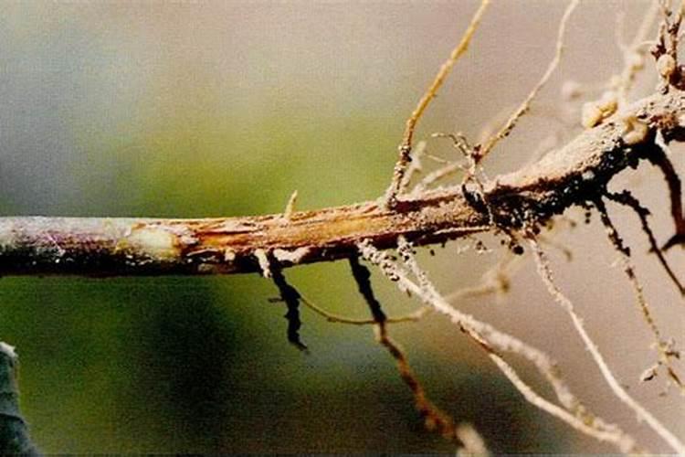 腐植酸叶面肥的具体作用是什么？什么时候用效果最好？