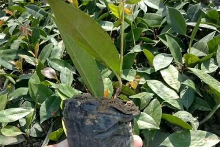 红叶石楠怎样管理