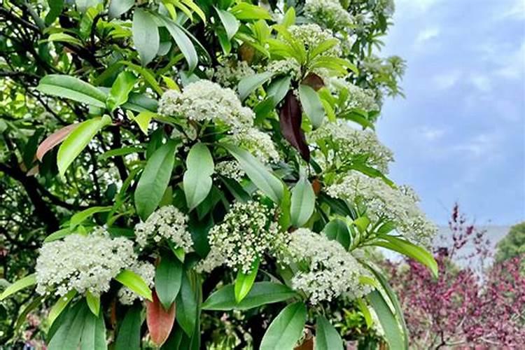 红叶石楠怎样种植成活率高