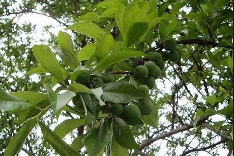 李子树哪时候适合施肥呢李子树什么时候施肥