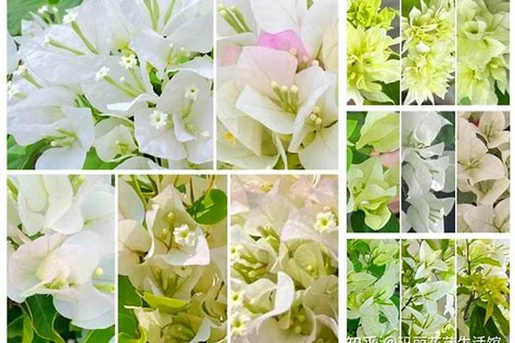 草莓什么时候冲高钾肥？草莓用什么水溶肥？