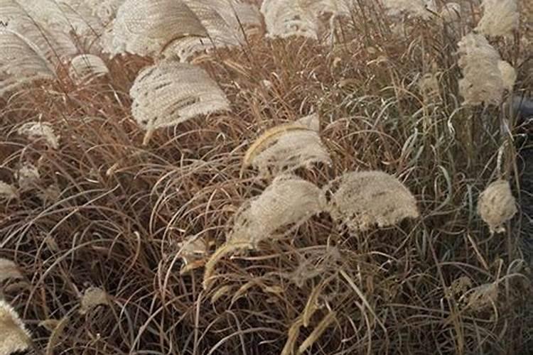 种的小辣椒只长苗不结果怎么办