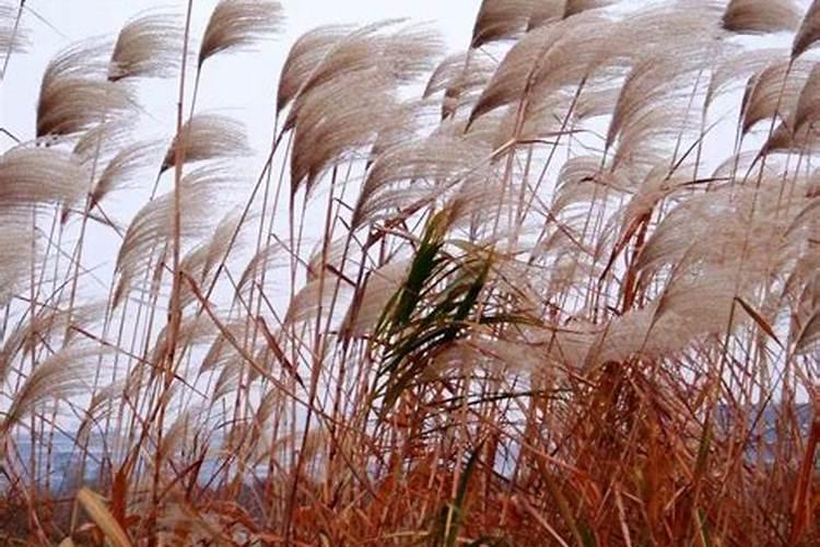 秋季树木移栽需要用生根系列的产品吗？