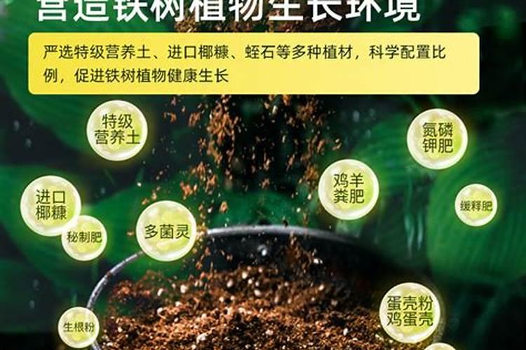 招财树如何施肥