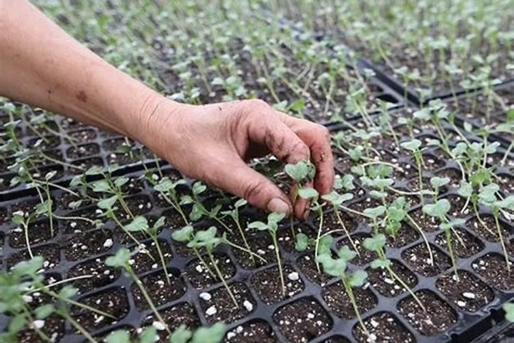 “万能”的芸苔素内酯,你用对了吗？附最全使用方案