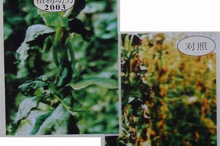 植物动力2003对草莓花有影响吗