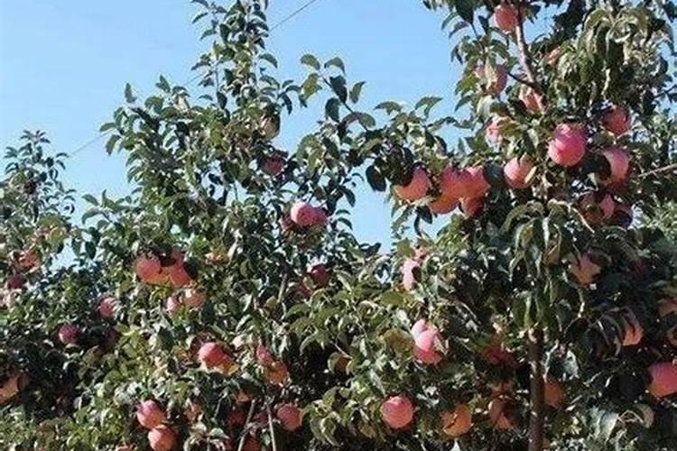 李子树开花后打什么药花结果不会掉落？