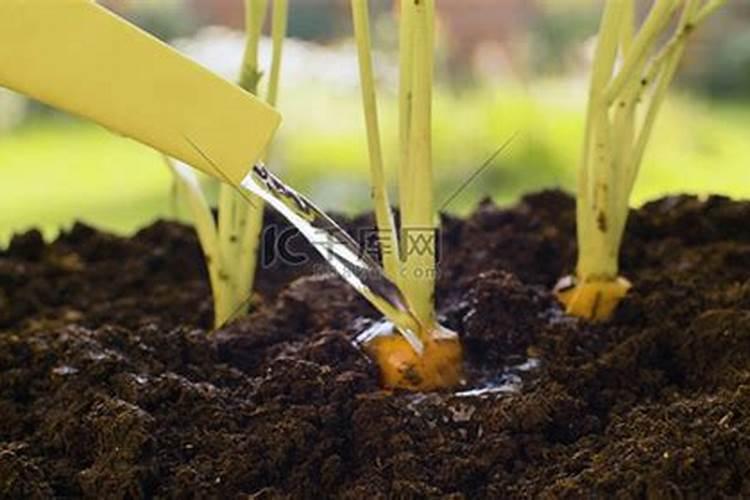 胡萝卜光长樱萝卜不大怎么处理