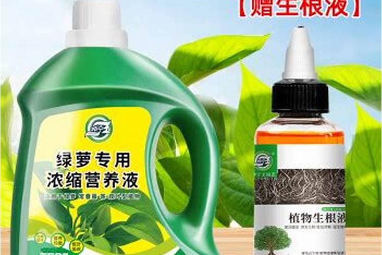 李子树开花结果最佳天气和温度？