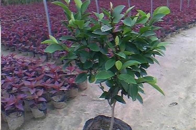 柠檬减肥法一周瘦20斤不科学,健康减肥一周最多可瘦1～2斤