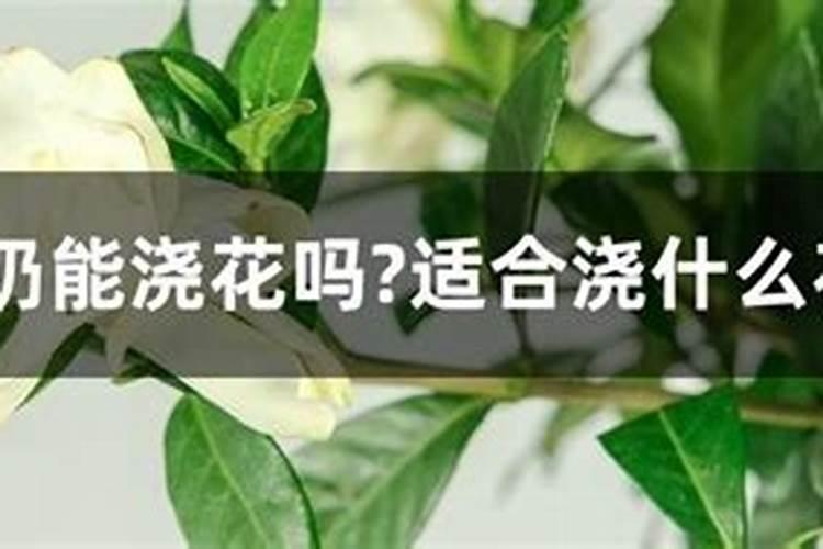 过期的酸牛奶能不能当叶面肥用