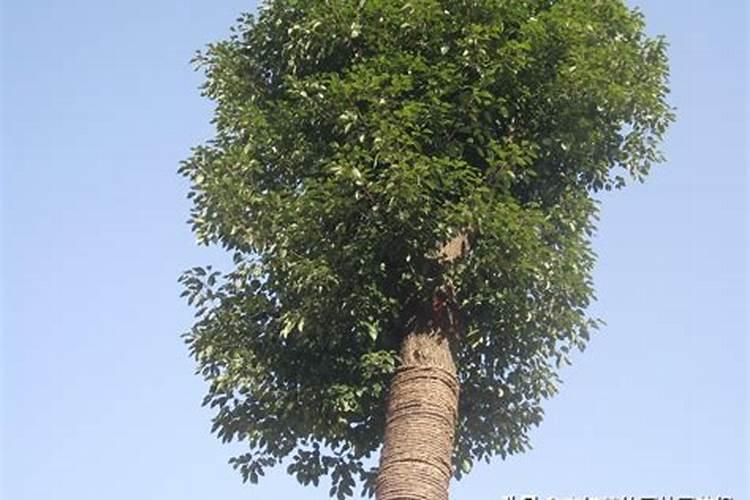 农用尿素是酸性还是碱性的