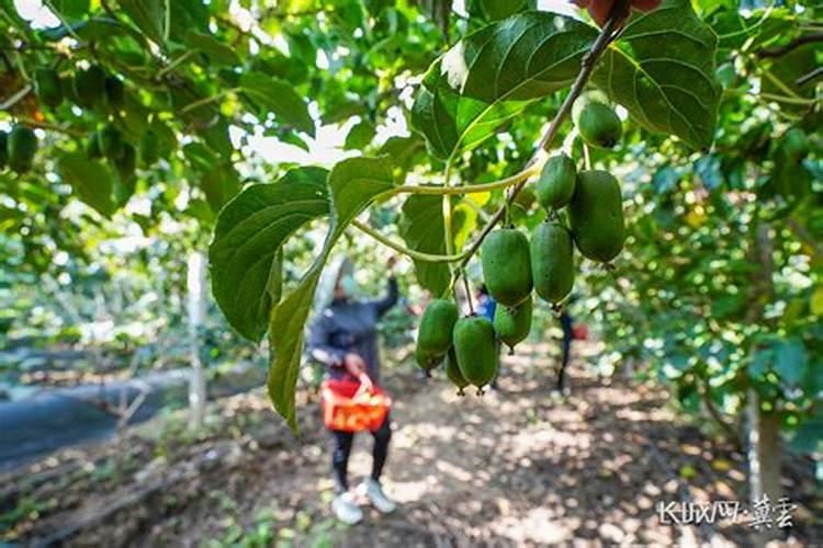 软枣猕猴桃的种植技巧 软枣猕猴桃的种植方法