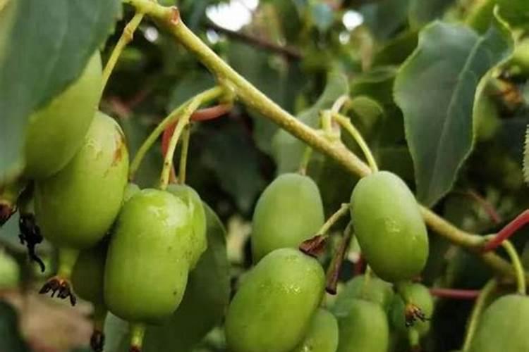 软枣猕猴施肥量