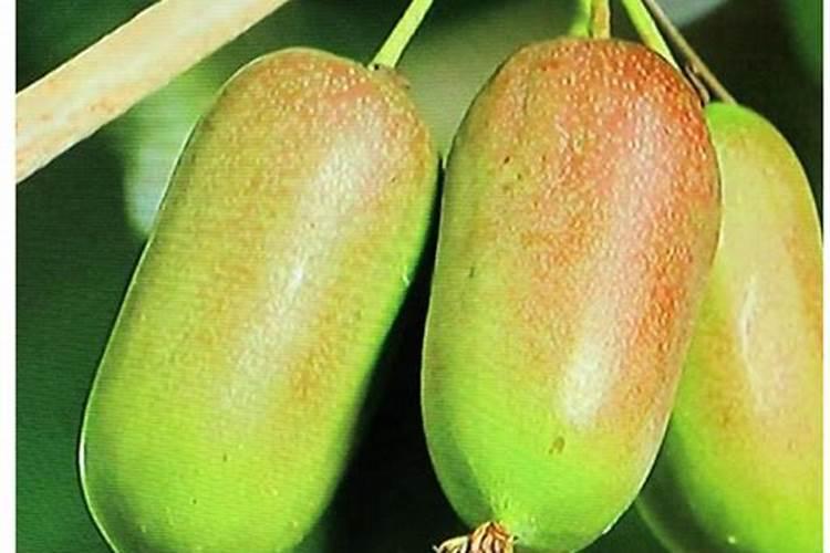 软枣猕猴桃如何种植 种植软枣猕猴桃的方法