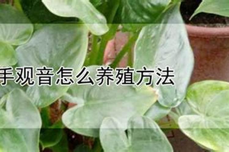 千手观音用什么肥