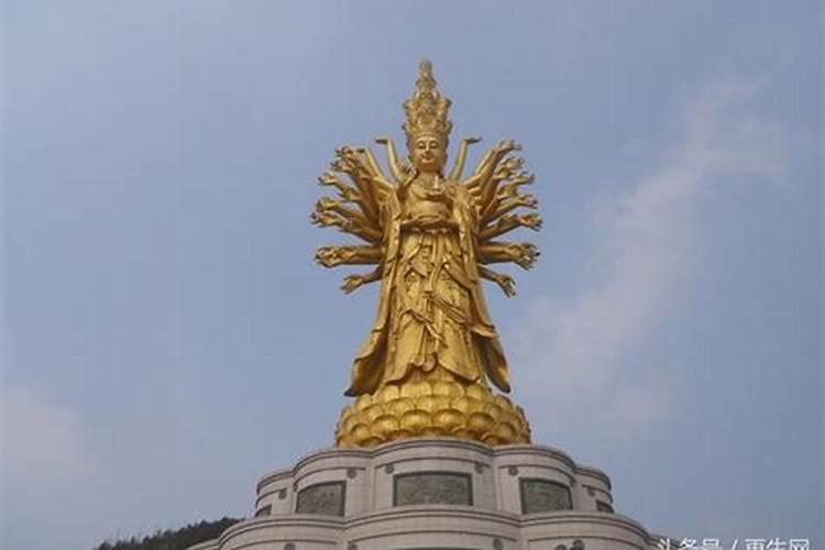 千手观音仙人掌喜欢什么肥