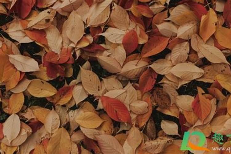 枯树叶怎样发酵成肥料