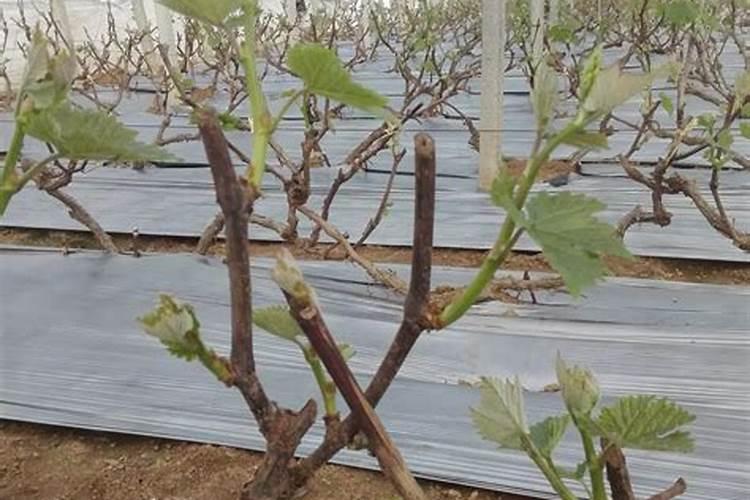 葡萄施肥时间和方法有哪些？？？