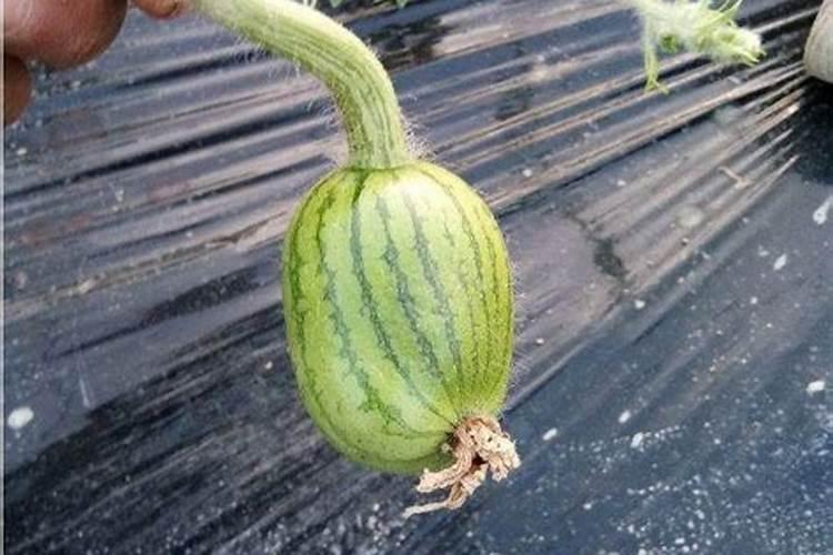 西瓜苗该用什么样的叶面肥好