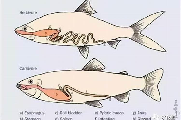 食物从胃到肠子需要多长时间？