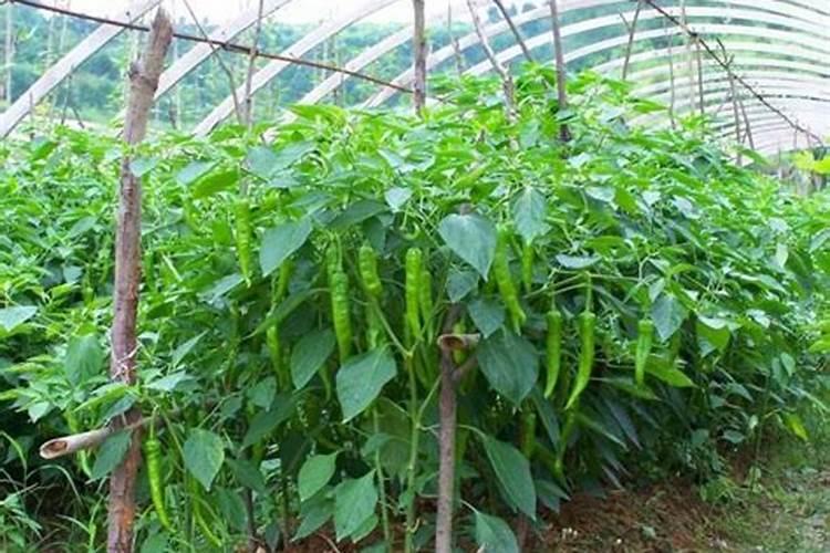 瓜蒌生态种植方案