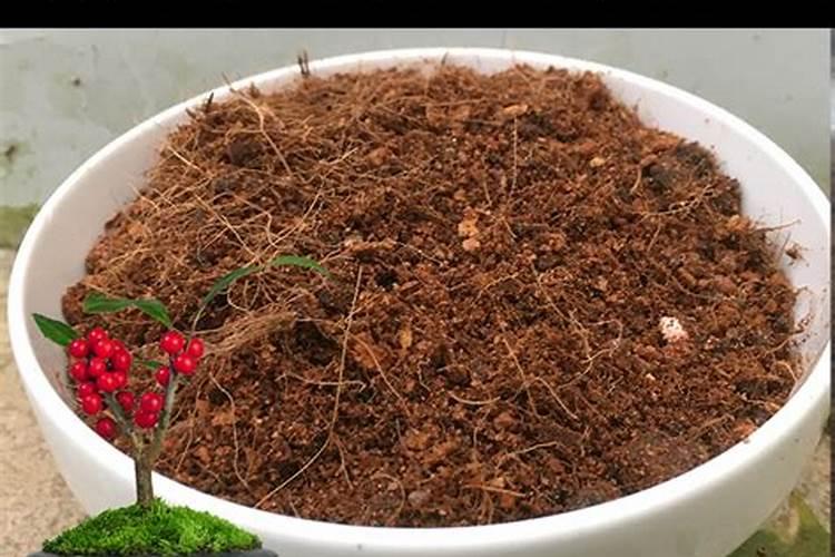 月季浇水多了怎么办