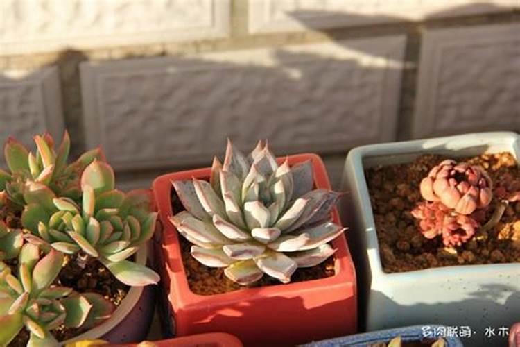 网购的多肉上盆能用多肉控释肥吗