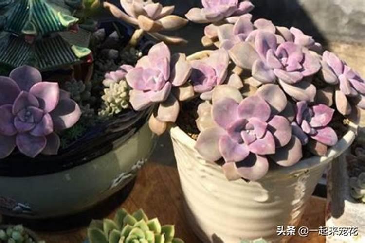 颗粒控释肥适合多肉吗？