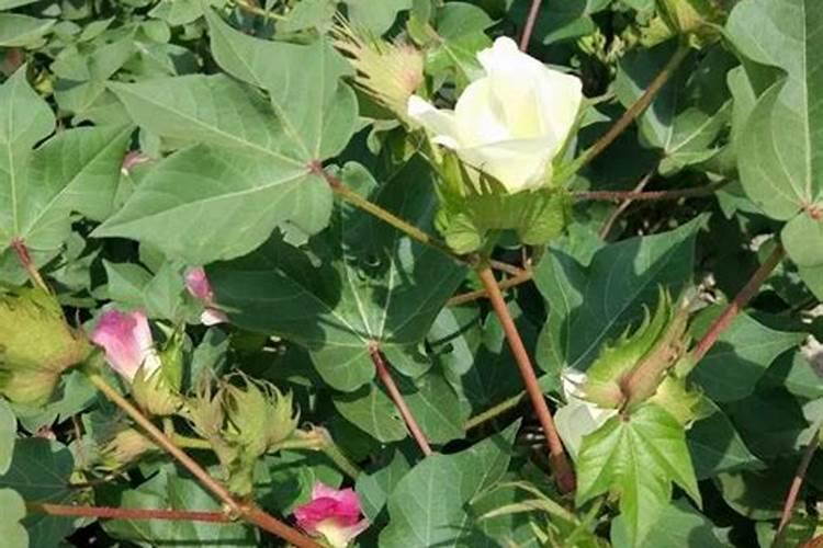 花铃期棉花旺长磷肥滴几斤钾肥滴几斤尿素滴几斤