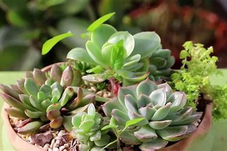 多肉上色肥料怎么用