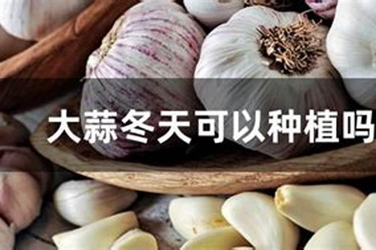 释迦果放什么肥长叶子快