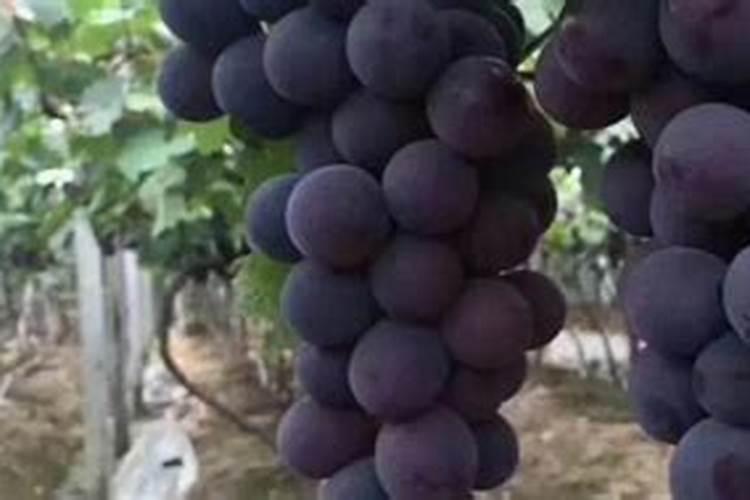 橙子施肥时间和方法