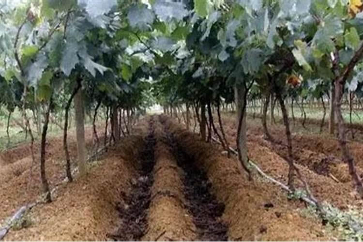 有机肥里面含有的什么元素比较多