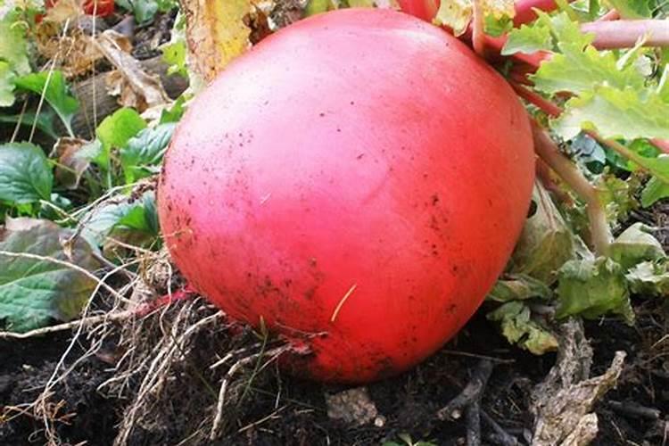 红萝卜发芽了怎么种 红萝卜发芽种植方法