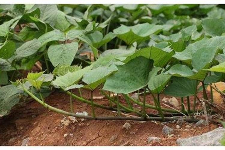 金钱树用什么肥料