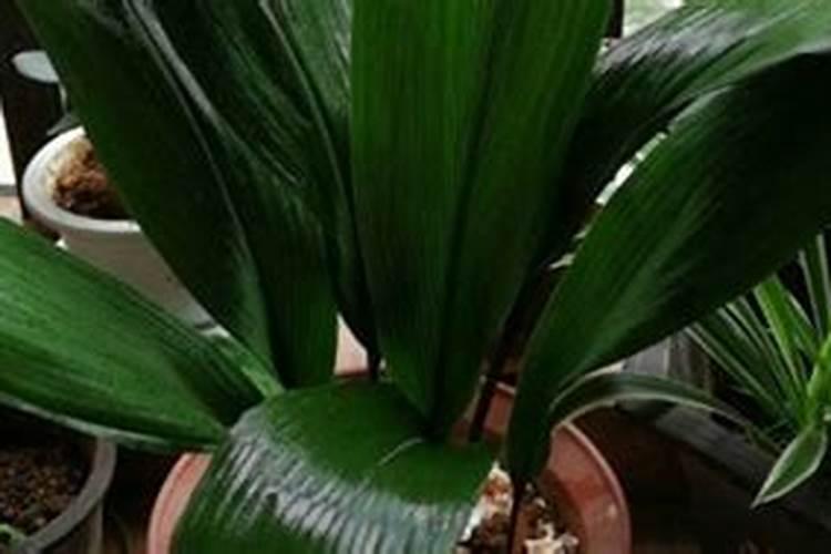 一叶兰用什么肥料