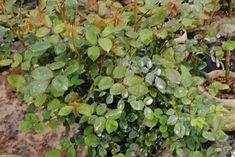 移栽的月季什么时候可以施肥