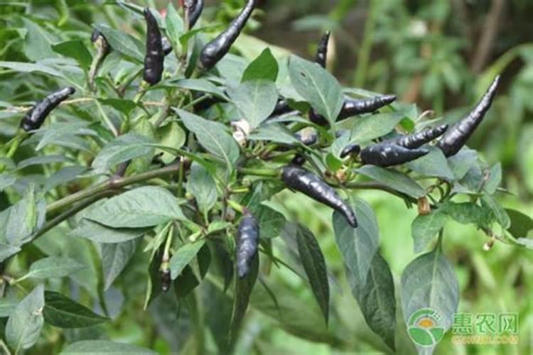 辣椒喷什么叶面肥结果多？辣椒膨大期是什么时候？用什么肥料长势好？