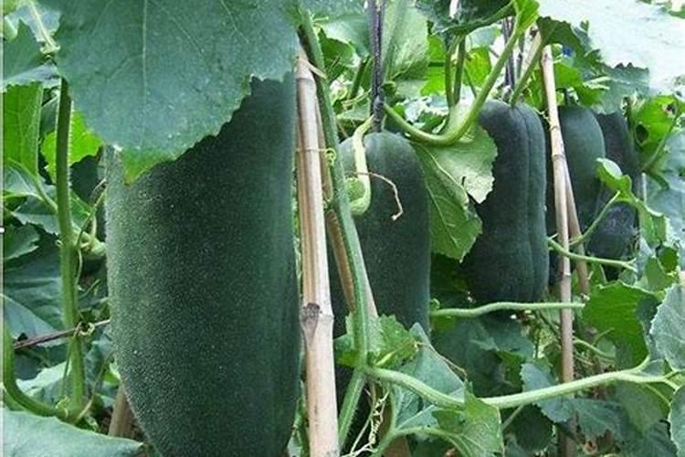冬瓜怎么处理好能结瓜