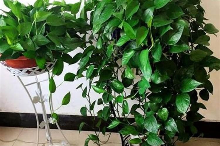 黄豆当肥料施在葡萄秧有什么好处