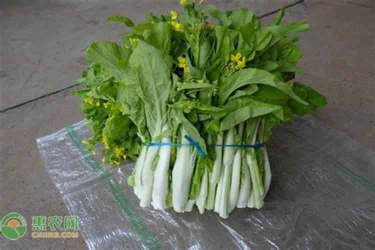 玛格丽特如何施肥 玛格丽特怎么施肥