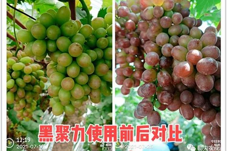 芸苔素内酯哪个厂家好