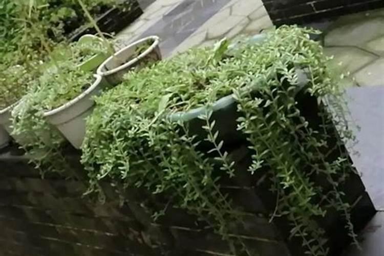 豆科植物固氮的好处