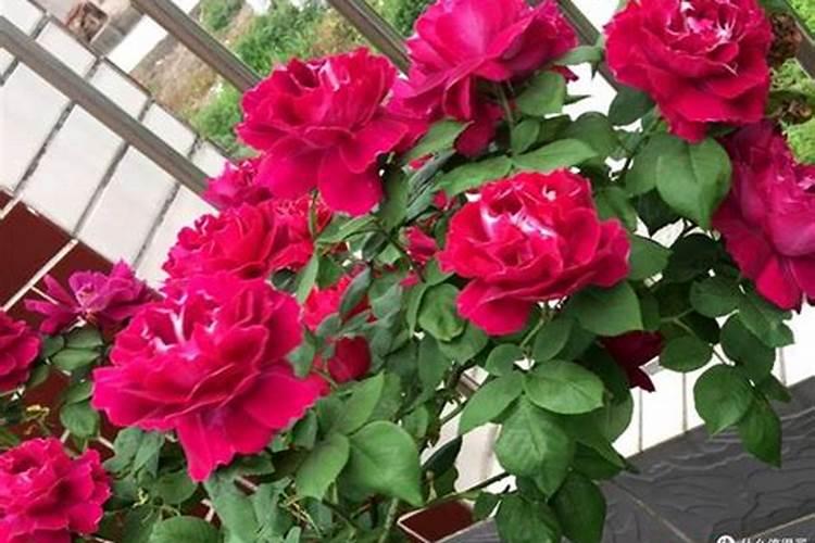 豆科植物固氮有什么用