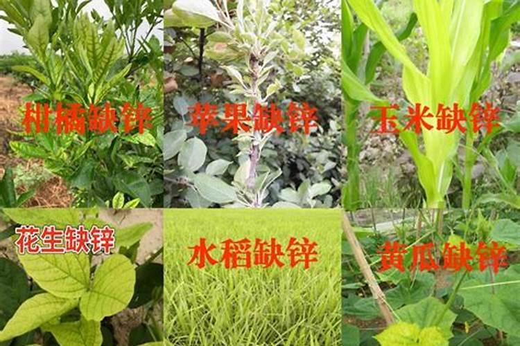 芸苔素哪个品牌好