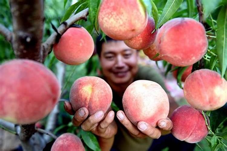 水稻抽穗了可以喷液体氮吗？