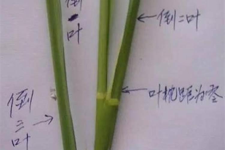 水稻剑叶是什么？出现剑叶应该怎么办？