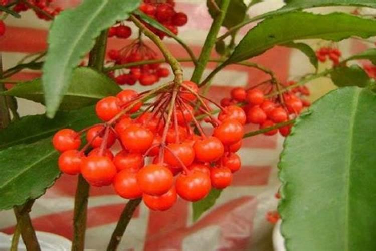 富贵籽怎么人工授粉