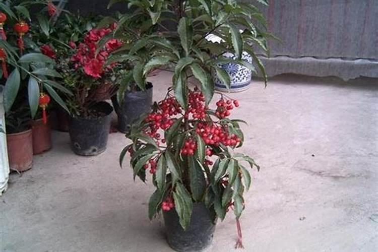 富贵籽正确养殖方法和注意事项